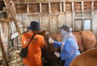 Petugas DP4 Blora berikan vaksinasi kepada sapi yang terpapar virus PMK.