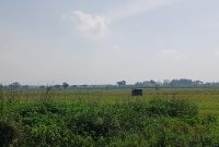 Sawah di Blora kota.