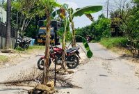 Warga melakukan pemblokiran jalan Sambong Ledok dengan menanam pohon pisang ditengah jalan.
