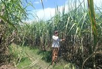 Foto istimewa.