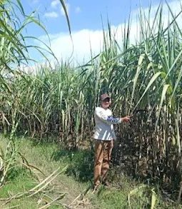 Anggota DPRD Blora Yuyus Waluyo Dorong Pengambilalihan PG GMM oleh PTPN