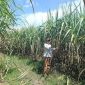 Foto istimewa.