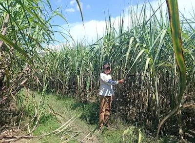 Anggota DPRD Blora Yuyus Waluyo Dorong Pengambilalihan PG GMM oleh PTPN